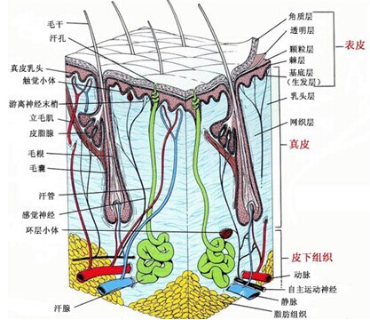表皮图.jpg